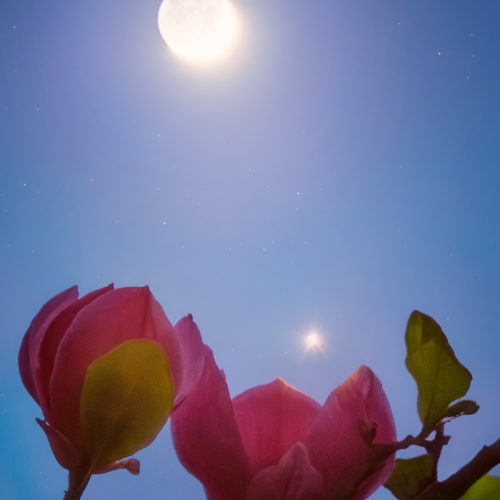 Moon, Venus, and magnolias